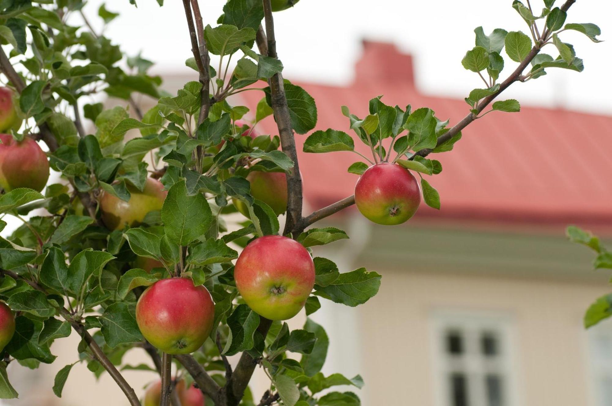Stiftsgarden Konferens & Hotell Skellefteå Екстериор снимка